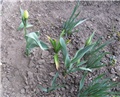 Tulipani